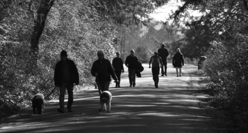 Group of people enjoying a peaceful walk with dogs on a forest path.